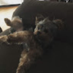 Meet your Posher, David